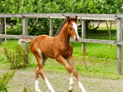 Foxhunter's Pride