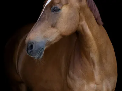 Bellissima
