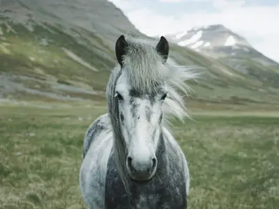 Bellissima