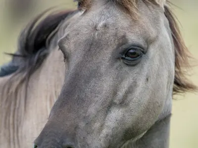 El Gaucho